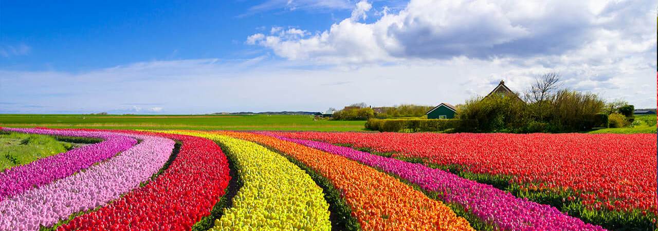 european_equities_no_text(3) A field of flowers